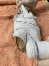 Bandage de pied de vache